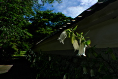 高天寺橋本院にて２（ホタルブクロ）