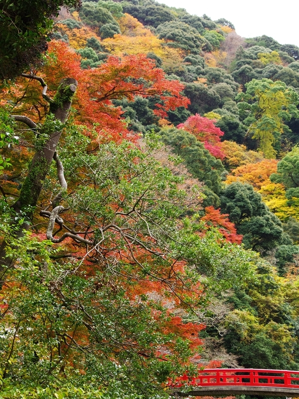箕面公園の紅葉１