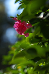 神社の山茶花（サザンカ）が咲いた