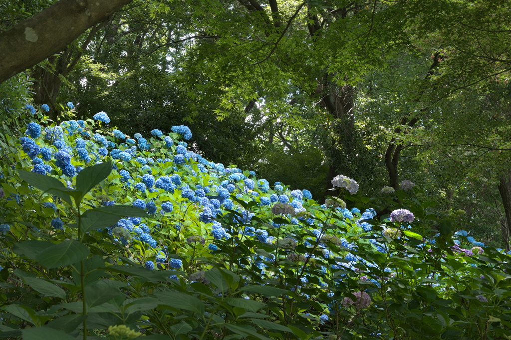 森林植物園の紫陽花（アジサイ）１