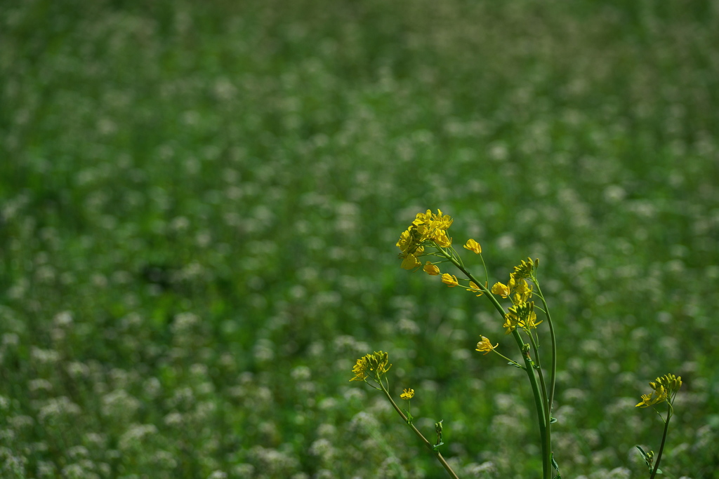 田圃畦に咲く芥子菜（カラシナ）２