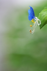 梅雨が似合う露草（ツユクサ）