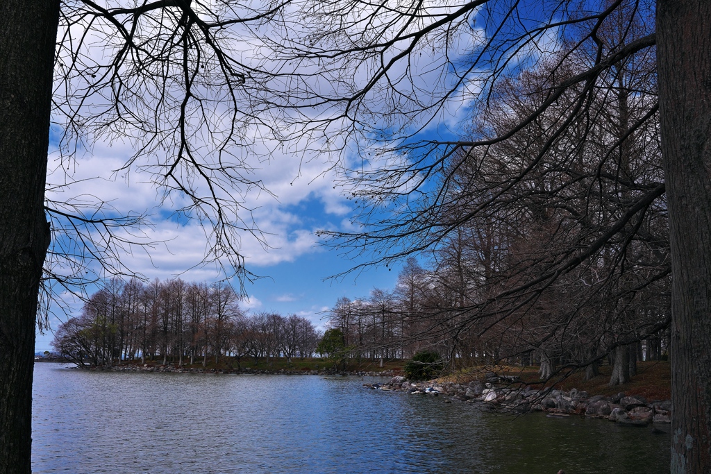天満大池公園の落羽松（ラクウショウ）２