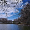 天満大池公園の落羽松（ラクウショウ）２