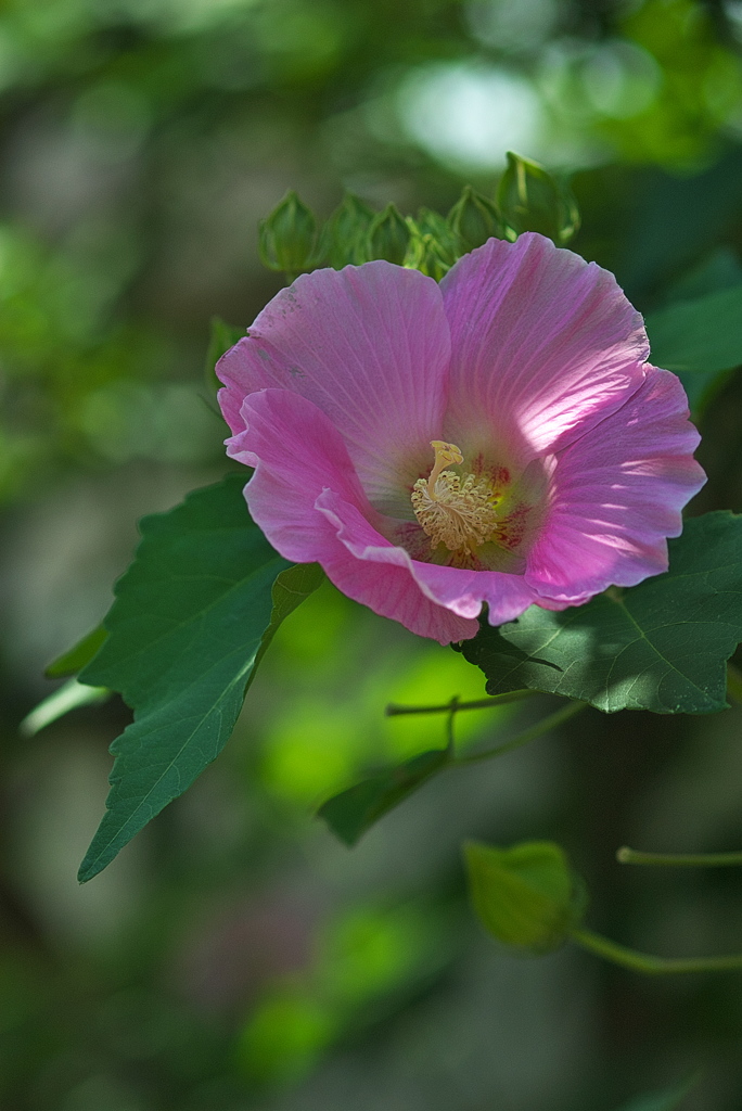 芙蓉（フヨウ）の花がまだ咲いていた