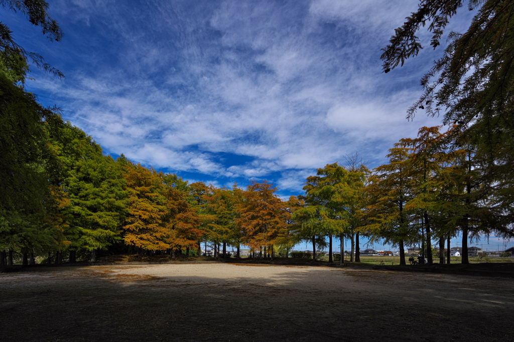 晩秋の落羽松（ラクウショウ）１