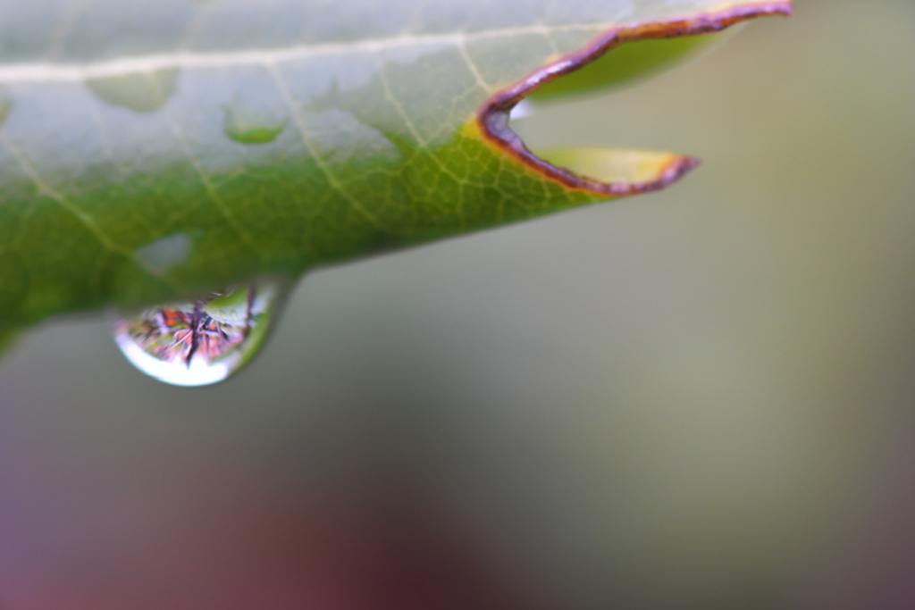 雨上がりの雫（しずく）１