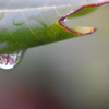 雨上がりの雫（しずく）１