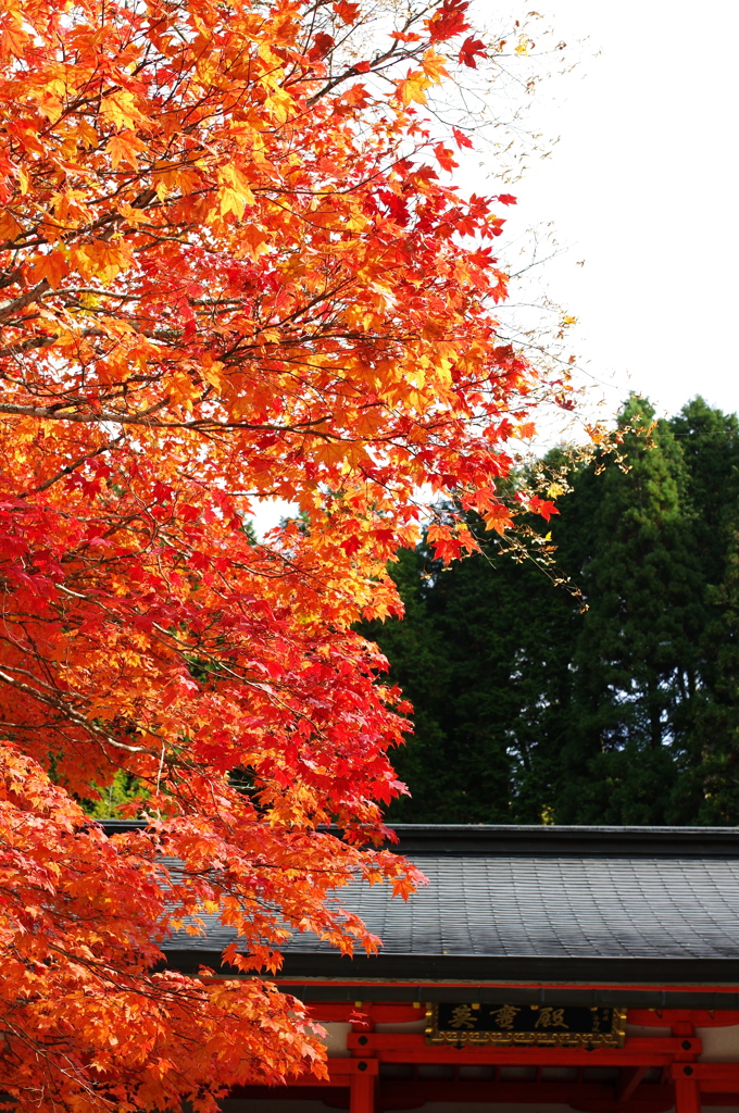 高野山の紅葉２
