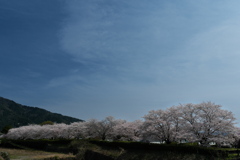 和らぎの道の桜並木１