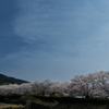 和らぎの道の桜並木１