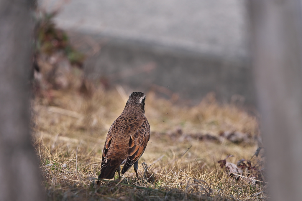 公園の鶫（ツグミ）