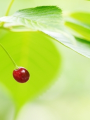 春から夏へ（花の移ろい９）