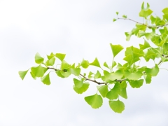 盛夏の緑１１（銀杏）