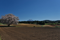 田住（たずみ）の一本桜１