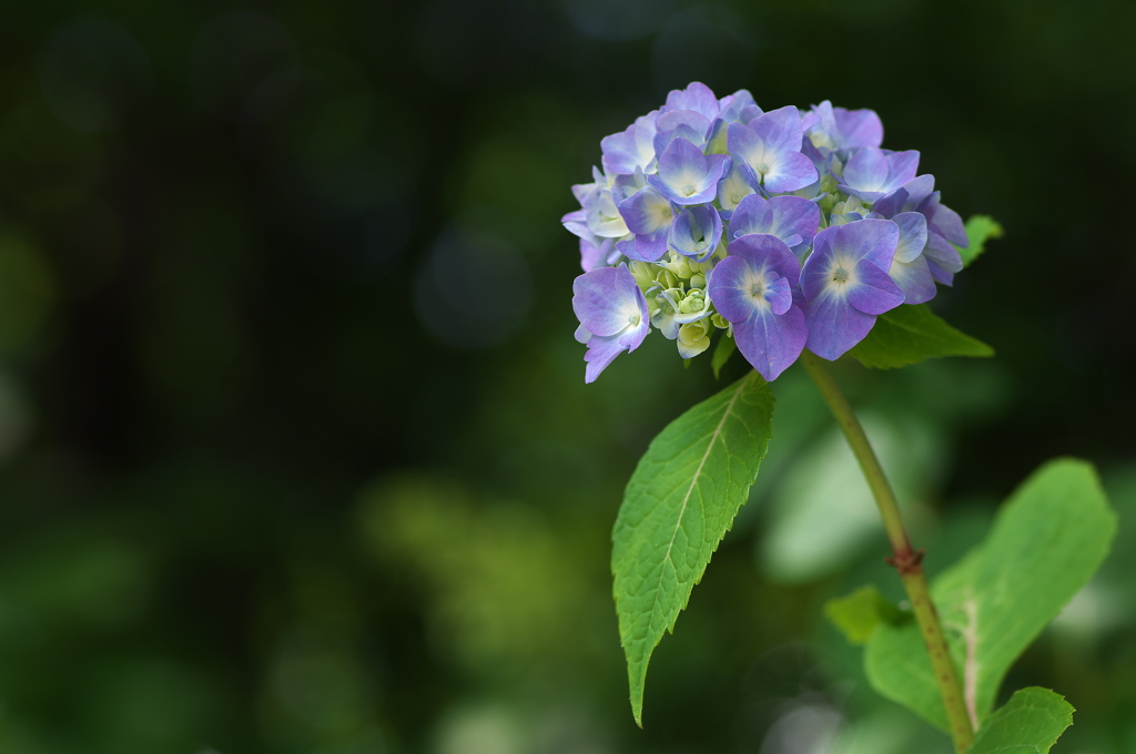 神社の鉢植えの紫陽花が咲いた１