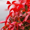 お多福南天（オタフクナンテン）の紅葉