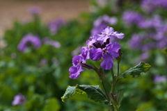 神社の紫花菜（ムラサキハナナ）