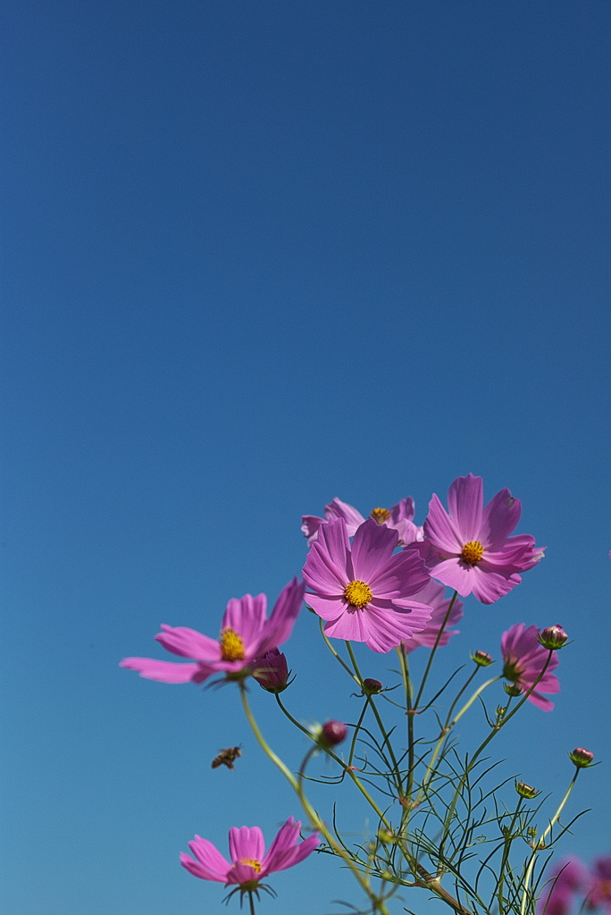 畑に咲く秋桜（コスモス）２