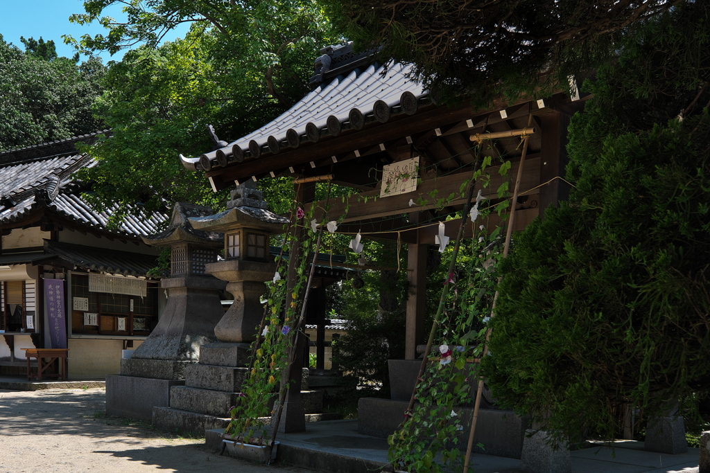 梅雨晴れの住吉神社（手水舎）