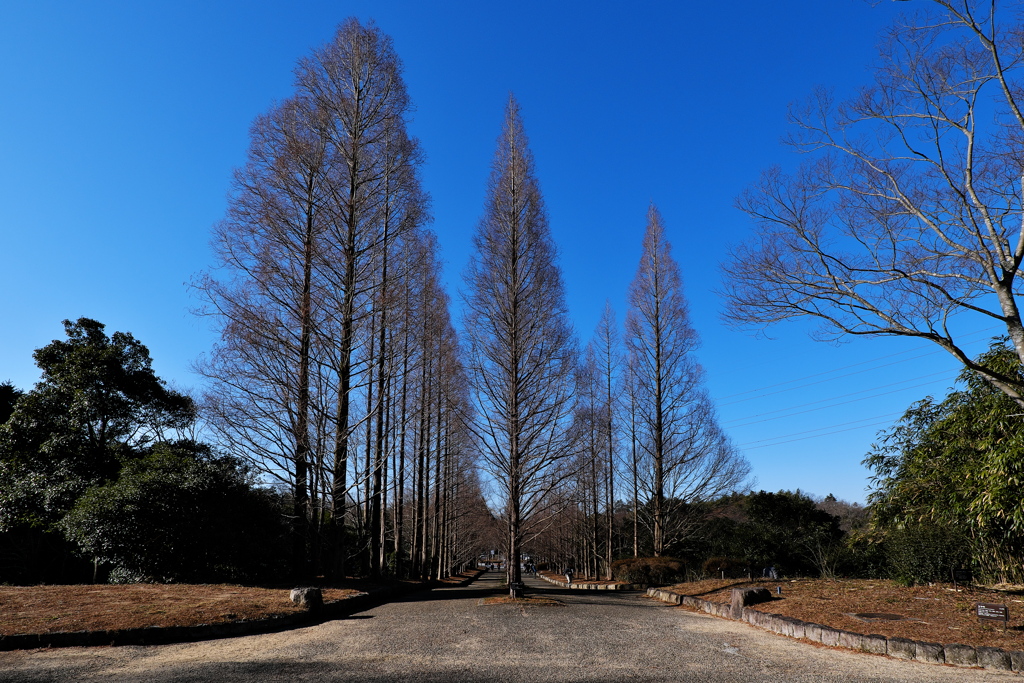 森林植物園冬のメタセコイア並木１