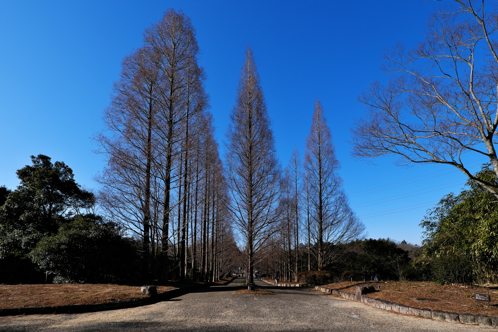 森林植物園冬のメタセコイア並木１