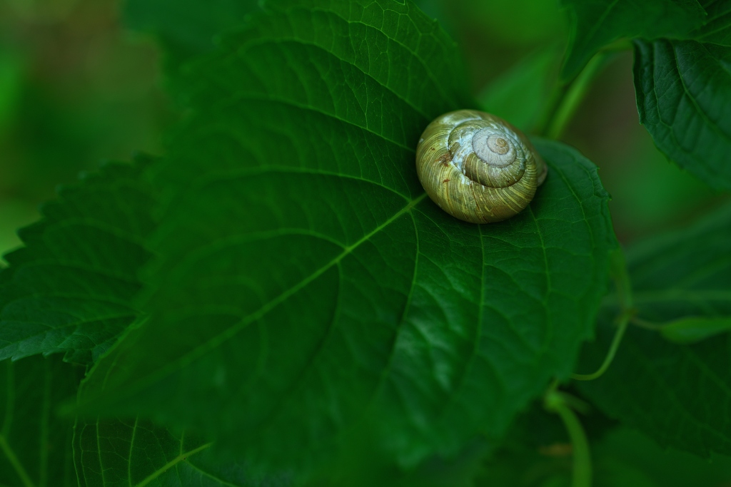 紫陽花（アジサイ）と蝸牛（カタツムリ）１