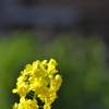 菜の花（ナノハナ）が咲いた