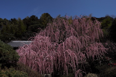八木のしだれ梅１