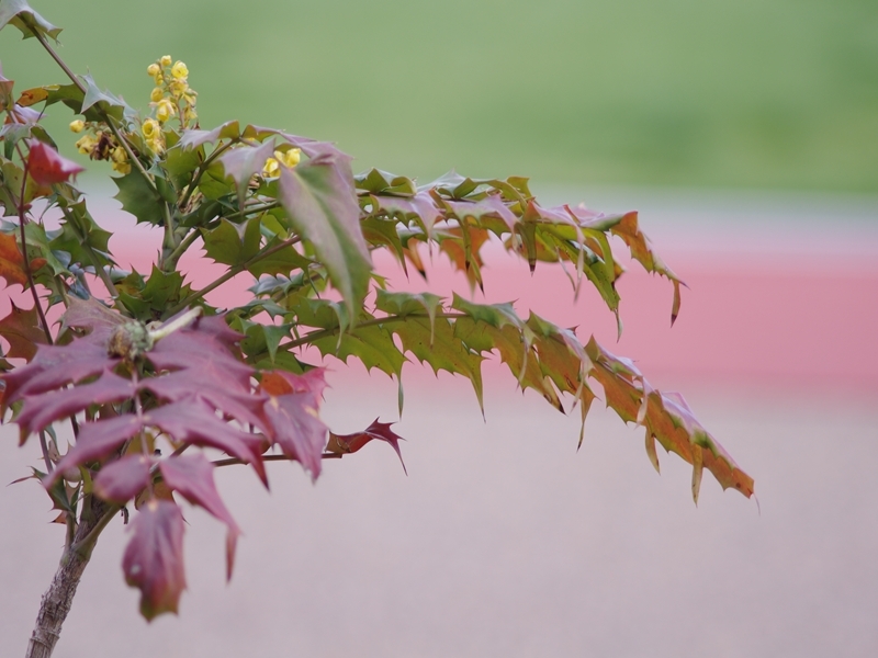 春来る１７（柊南天）