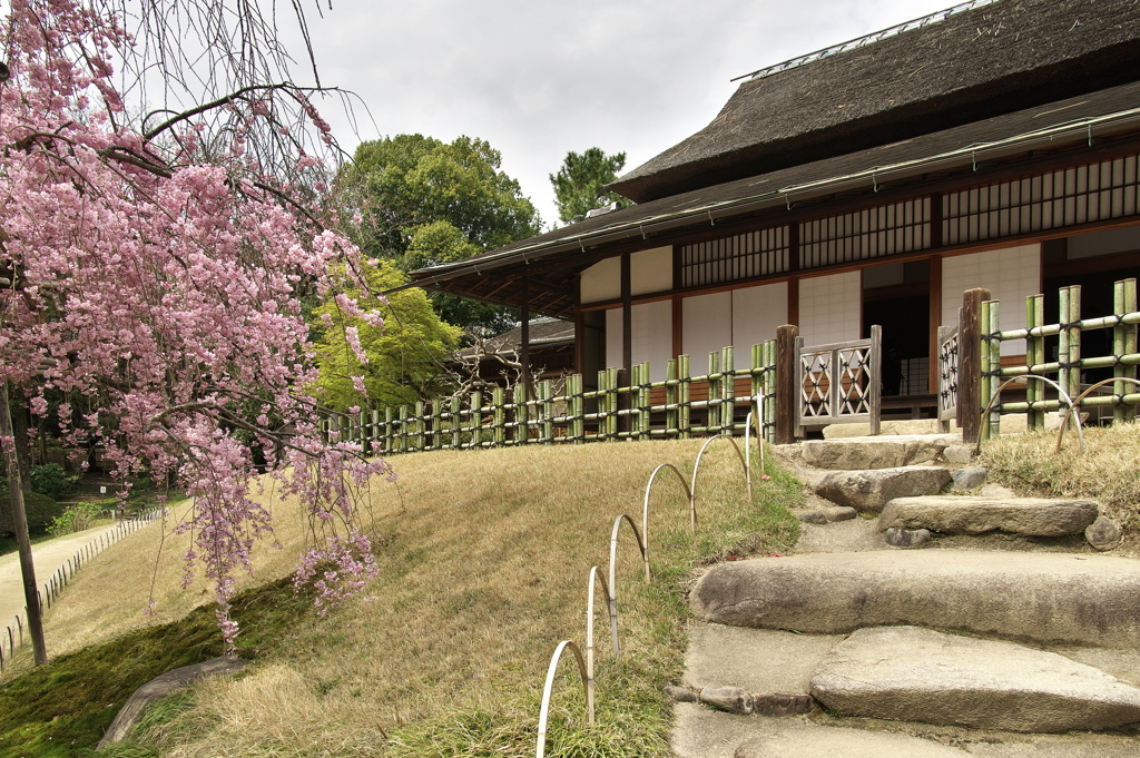 岡山後楽園のサクラ