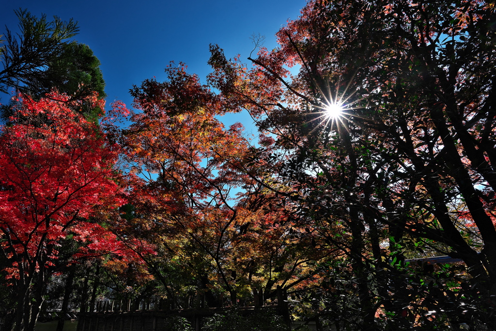 好古園（こうこえん）にて（紅葉）１
