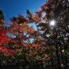 好古園（こうこえん）にて（紅葉）１