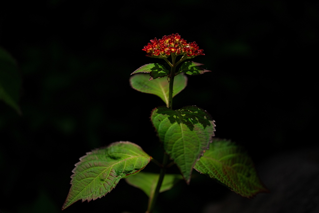 紫陽花（アジサイ）の開花１