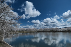 唐古・鍵遺跡公園の桜並木１
