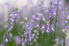 路傍の野草花２（マツバウンラン）