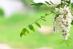 街路樹の花々（ニセアカシア）