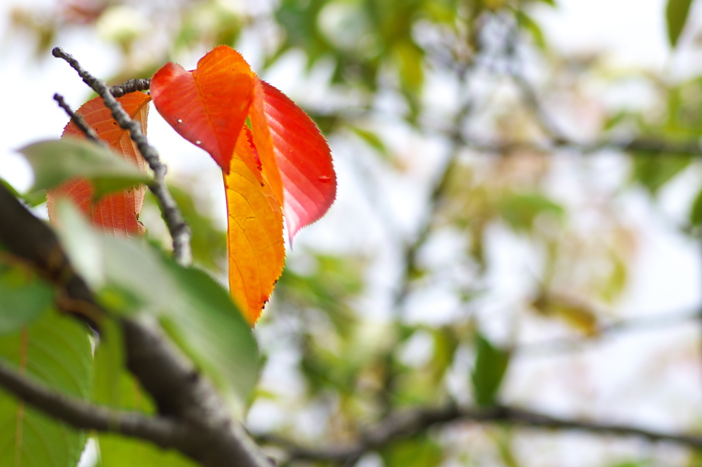 色づきはじめた公園の桜葉