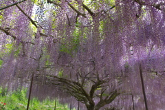 白毫寺（びゃくごうじ）の九尺藤