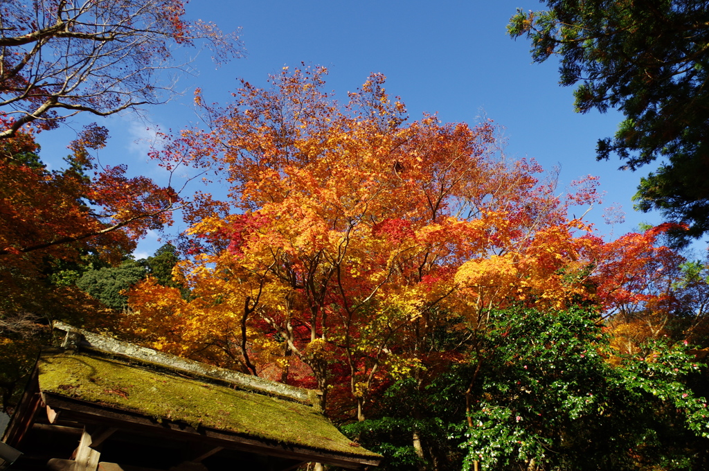 紅葉を求めて５（室生寺）