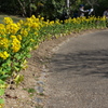 須磨離宮公園梅園にて１