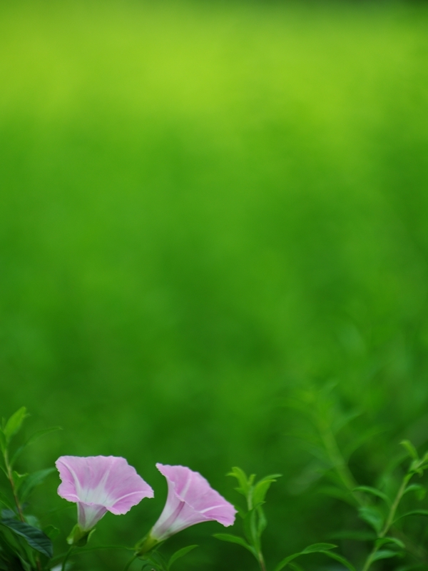 夏の花々２３（朝顔）