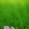 夏の花々２３（朝顔）