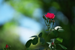 須磨離宮公園の薔薇（バラ）１
