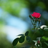 須磨離宮公園の薔薇（バラ）１
