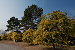 明石海峡公園のギンヨウアカシア（ミモザ）２