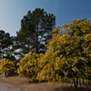明石海峡公園のギンヨウアカシア（ミモザ）２