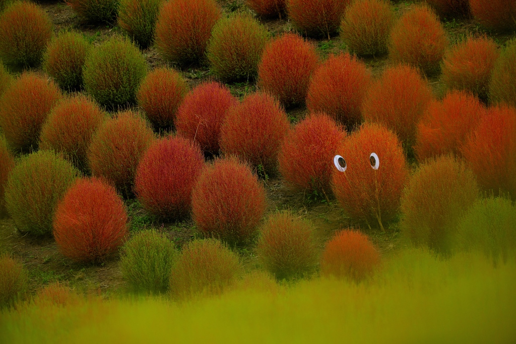 びわこ箱館山（コキアパーク）２