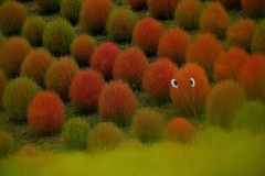 びわこ箱館山（コキアパーク）２