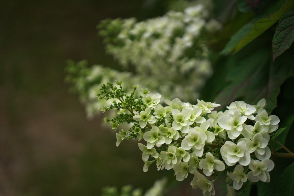 神社の柏葉紫陽花（カシワバアジサイ）１